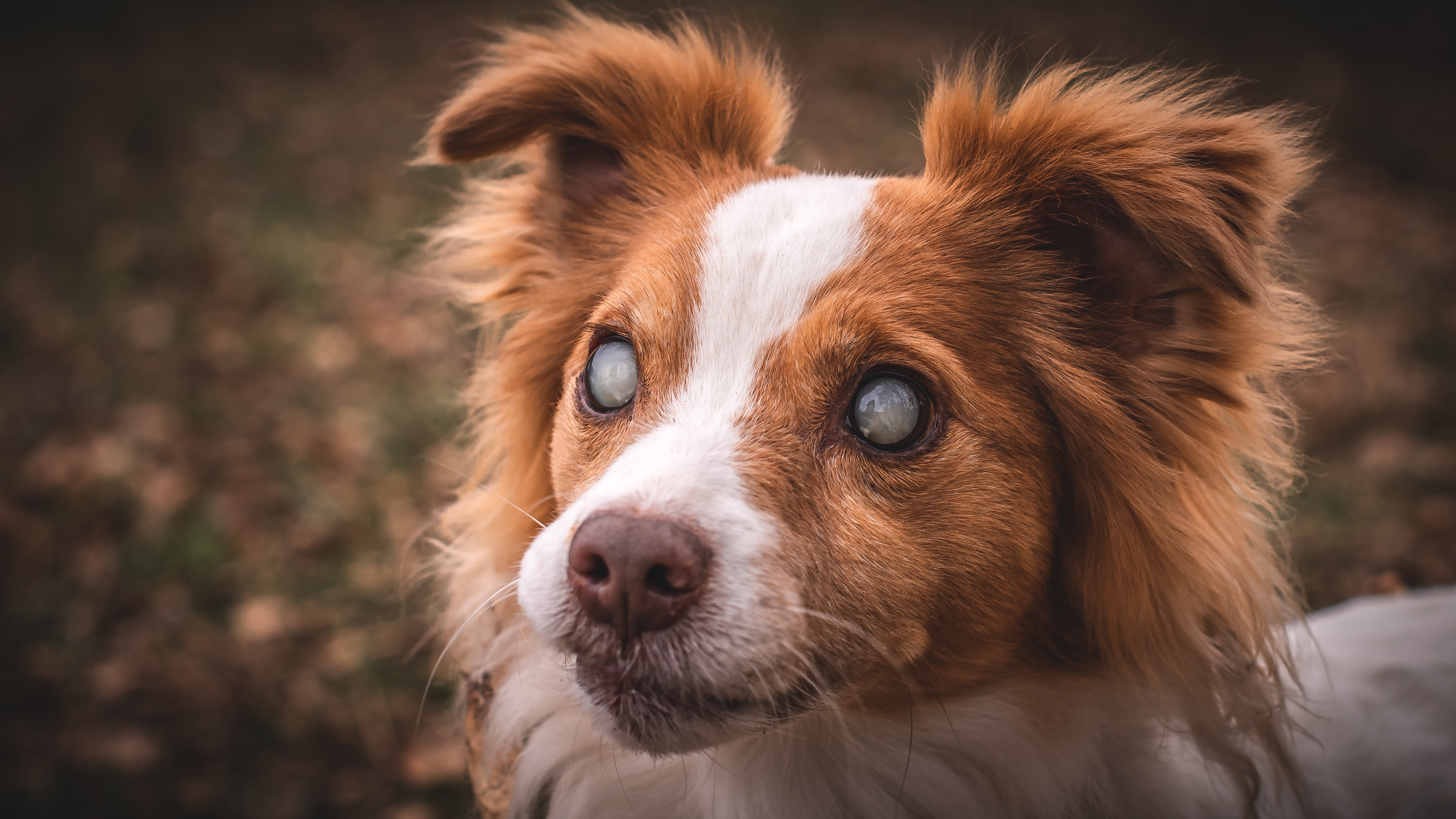 Dog Cataracts