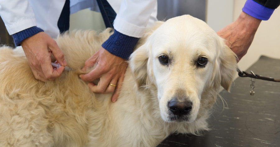 Duarte Azusa Animal Hospital Offers Vaccinations and Preventative Medicine For Pets in Duarte, CA